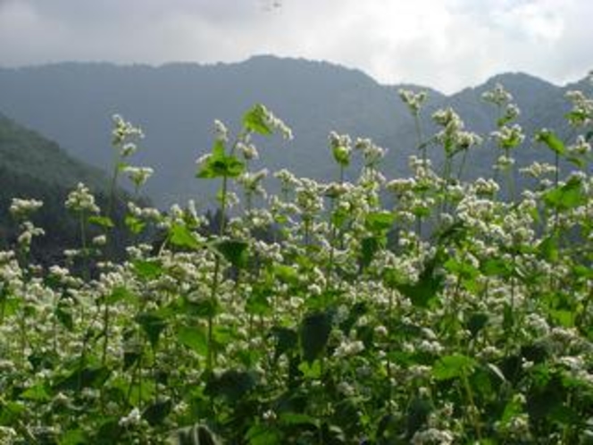 そばの花