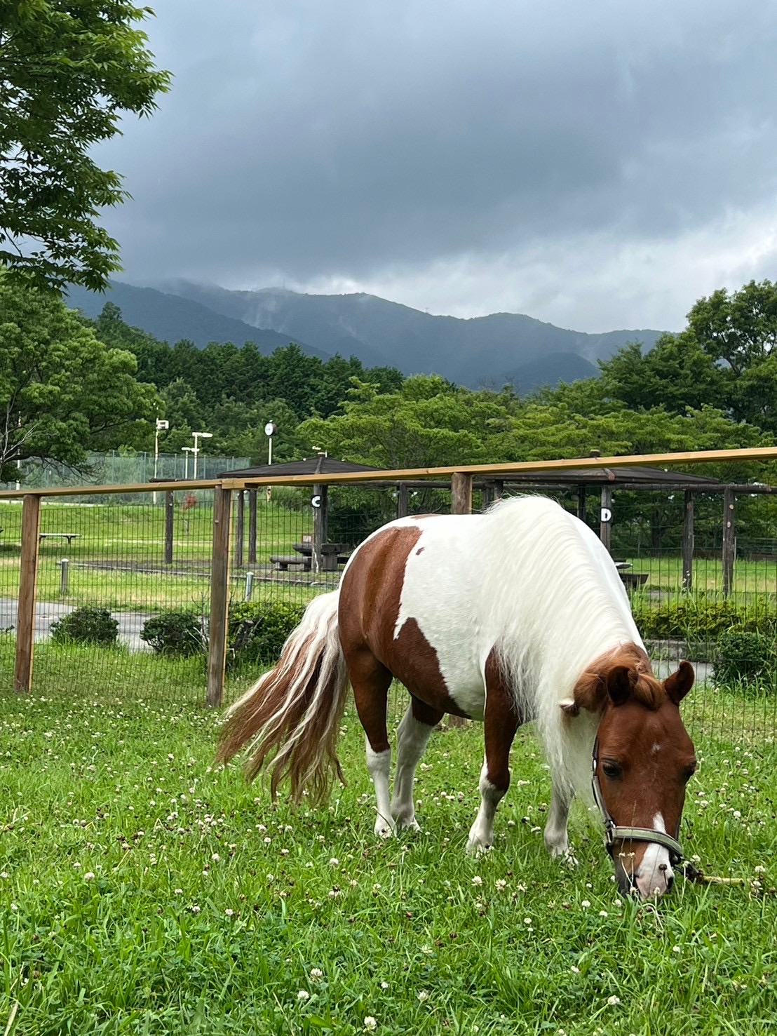 ポニー