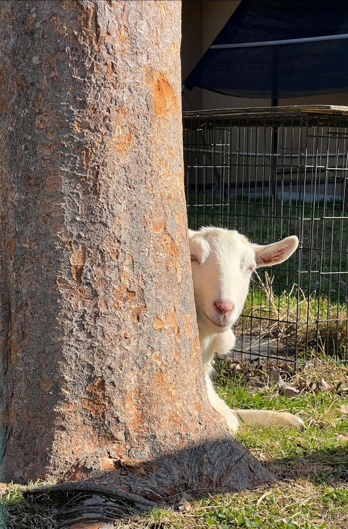 木からひょこっとヤギ