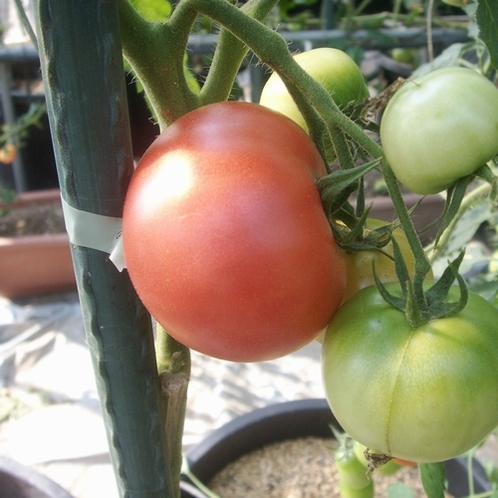 【自家農園】トマト－ももたろう－