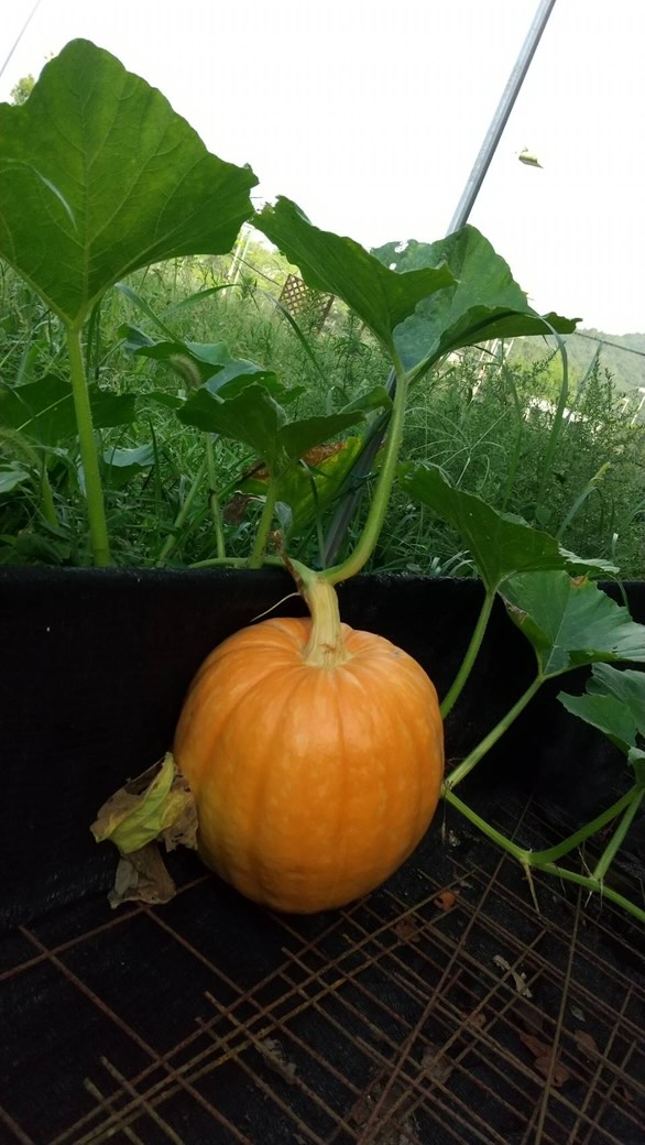 アトランティックジャイアントかぼちゃ