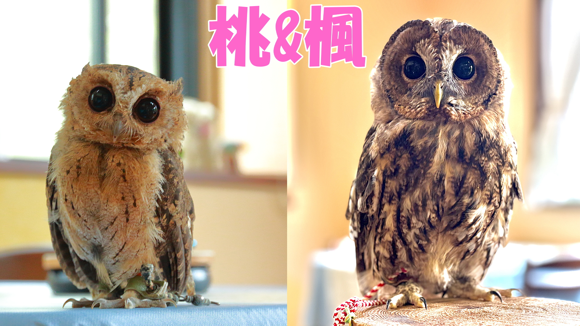 看板ふくろうの桃と楓