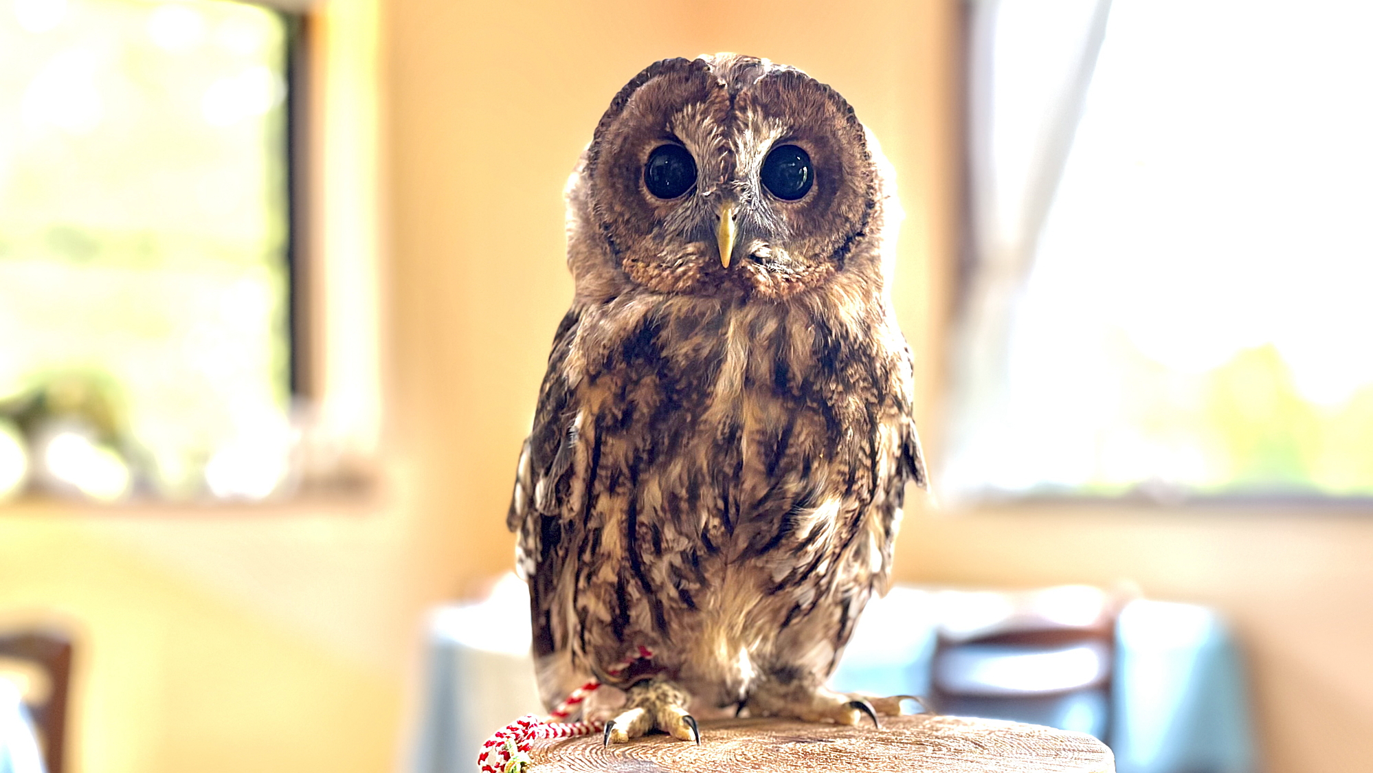 看板ふくろうの楓