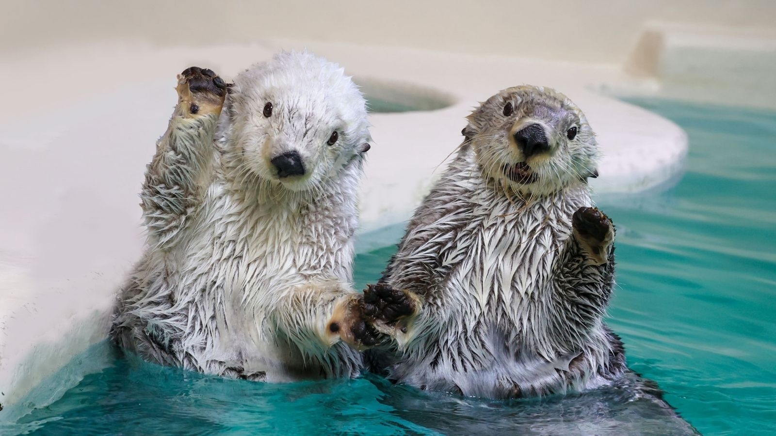 【鳥羽水族館入場券つき】国内最多の生きものに会える「鳥羽水プラン」｜1泊2食（伊勢海老・鮑つき）