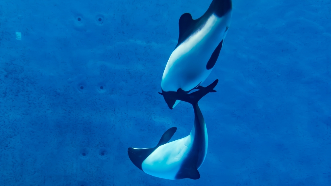 【鳥羽水族館監修の新客室完成記念】水族館入館チケット＆鮑の踊り焼きお一人様90g  無料サービス