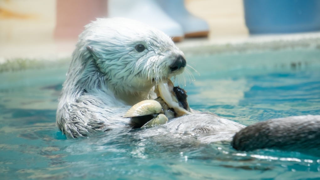 【鳥羽水族館監修の新客室完成記念】水族館入館チケット＆鮑の踊り焼きお一人様90g  無料サービス