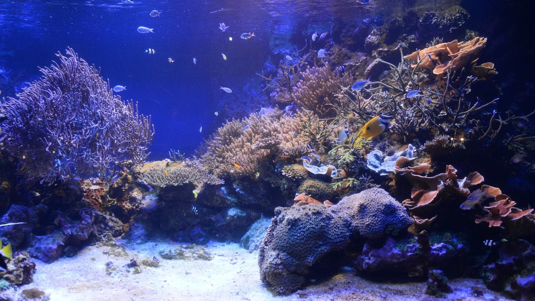 【ナイトアクアリウム限定チケット付】鳥羽水族館貸切・3days限定プレミアムナイト（素泊まり）