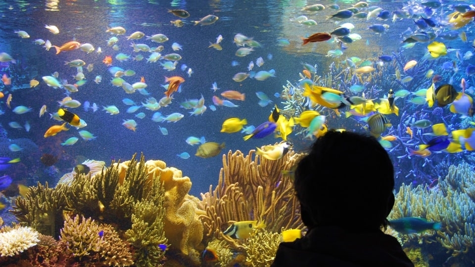 【ナイトアクアリウムチケット付】鳥羽水族館貸切3days限定（共同運行バス利用希望）（1泊朝食付）