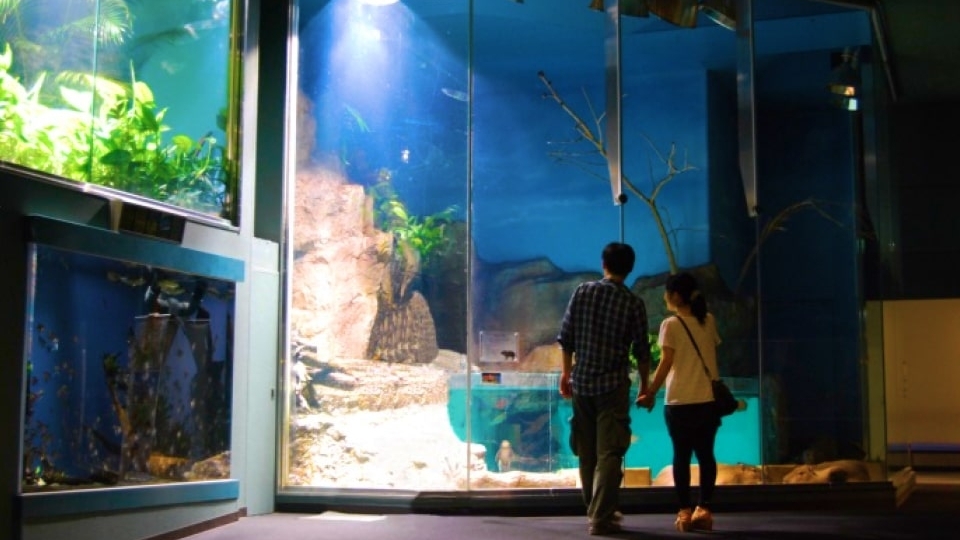 【ナイトアクアリウムチケット付】鳥羽水族館貸切3days限定（共同運行バス利用希望）（1泊朝食付）