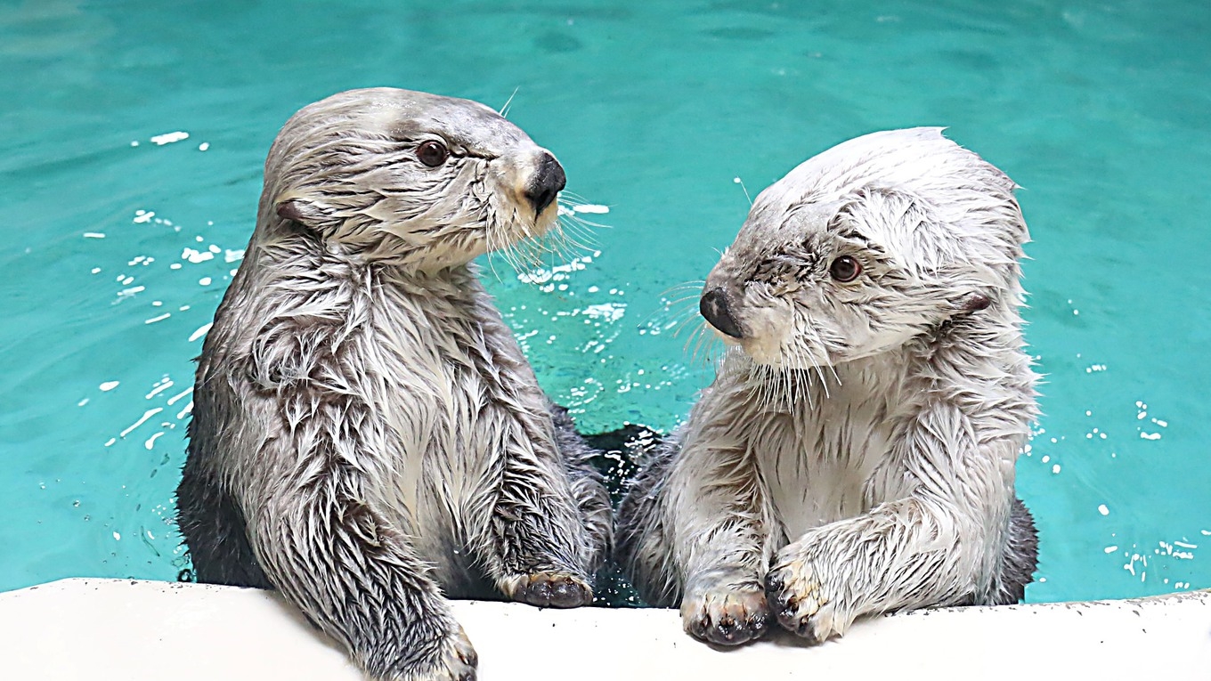 車で5分【鳥羽水族館チケット付】飼育種類数日本一1200種！ジュゴンに会える水族館へ.