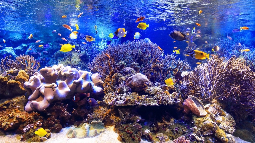 【ナイトアクアリウム限定チケット付】鳥羽水族館貸切・3days限定プレミアムナイト（夕朝食付）