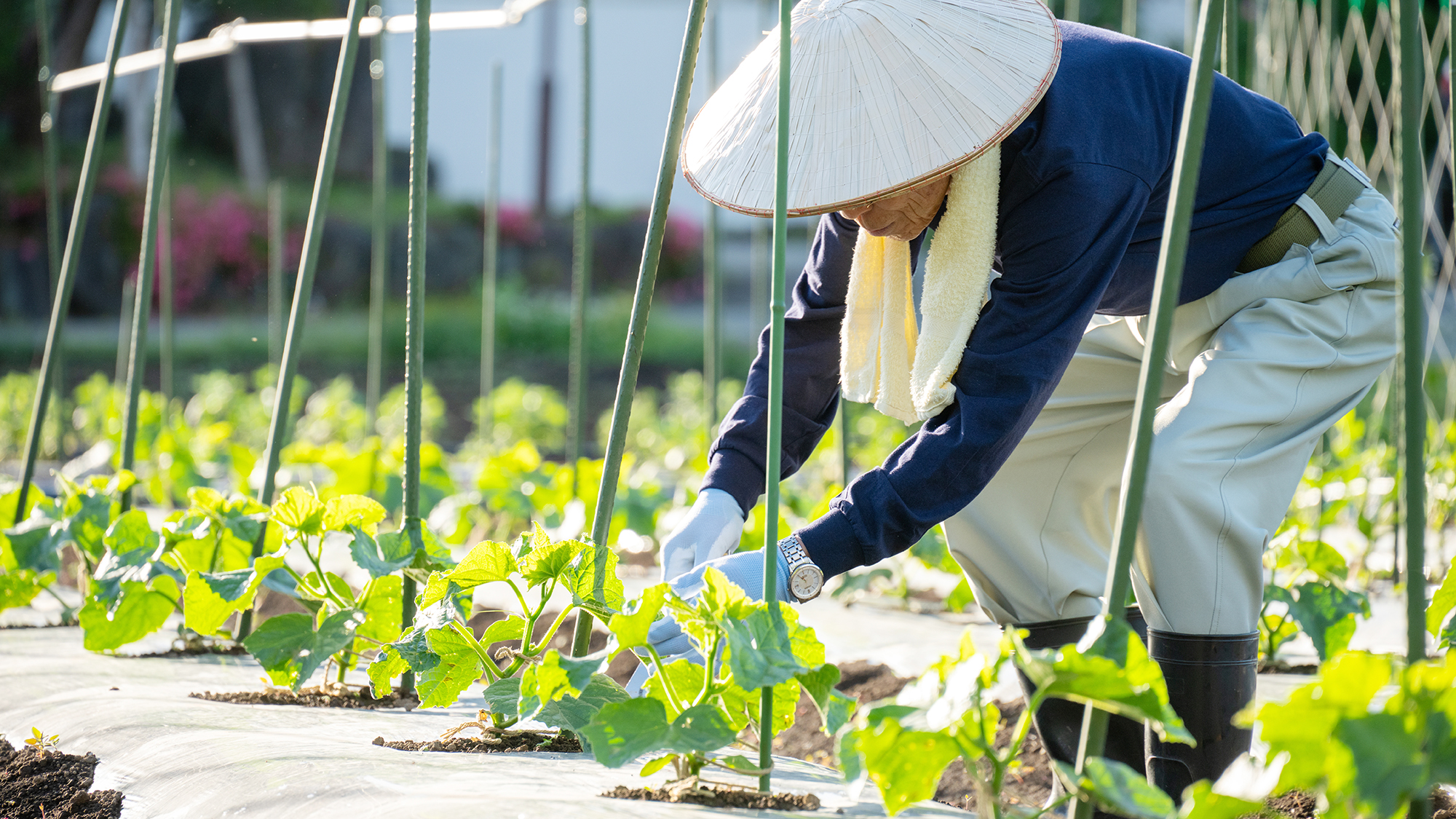 【朝どれ野菜】