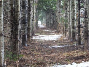  田園　☆松の回廊(歩)　　pine corrdoir
