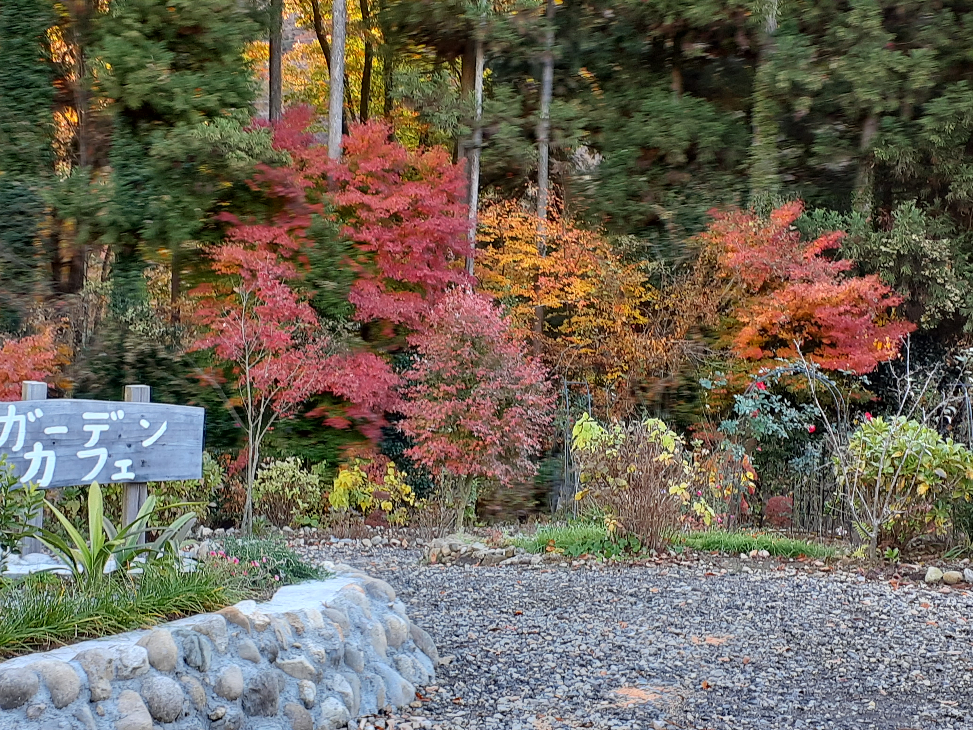 サンモーレのお庭の紅葉、
