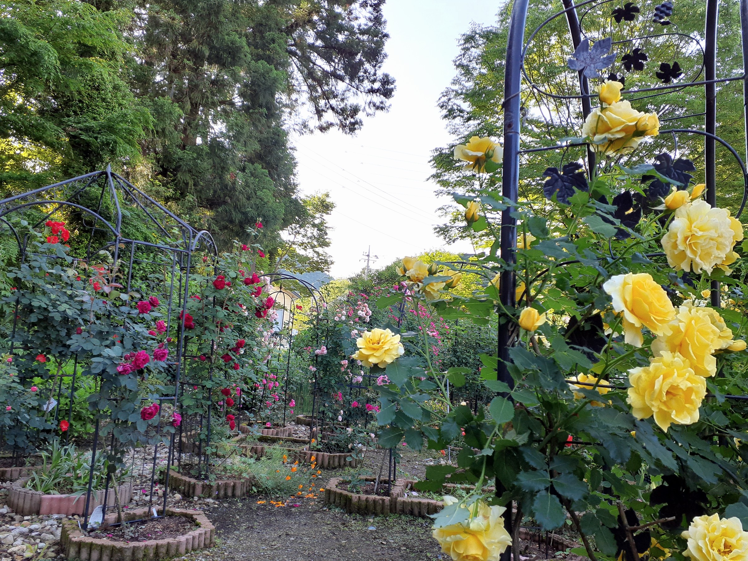 サンモーレのガーデンの薔薇です(^^♪
