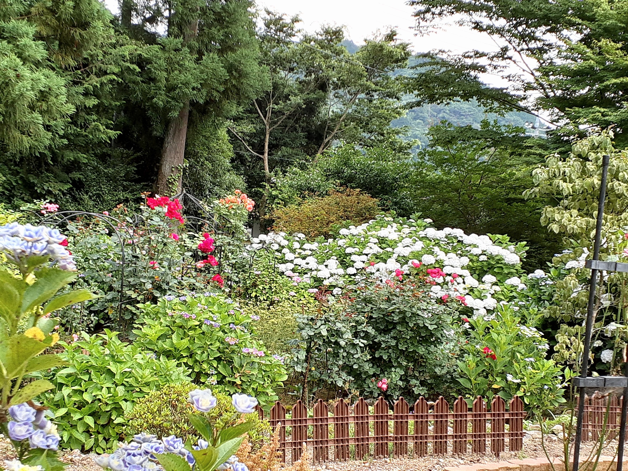 サンモーレのガーデン　可愛いお花が沢山咲きます(^^♪