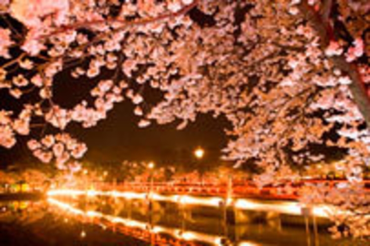 上越高田公園の夜桜