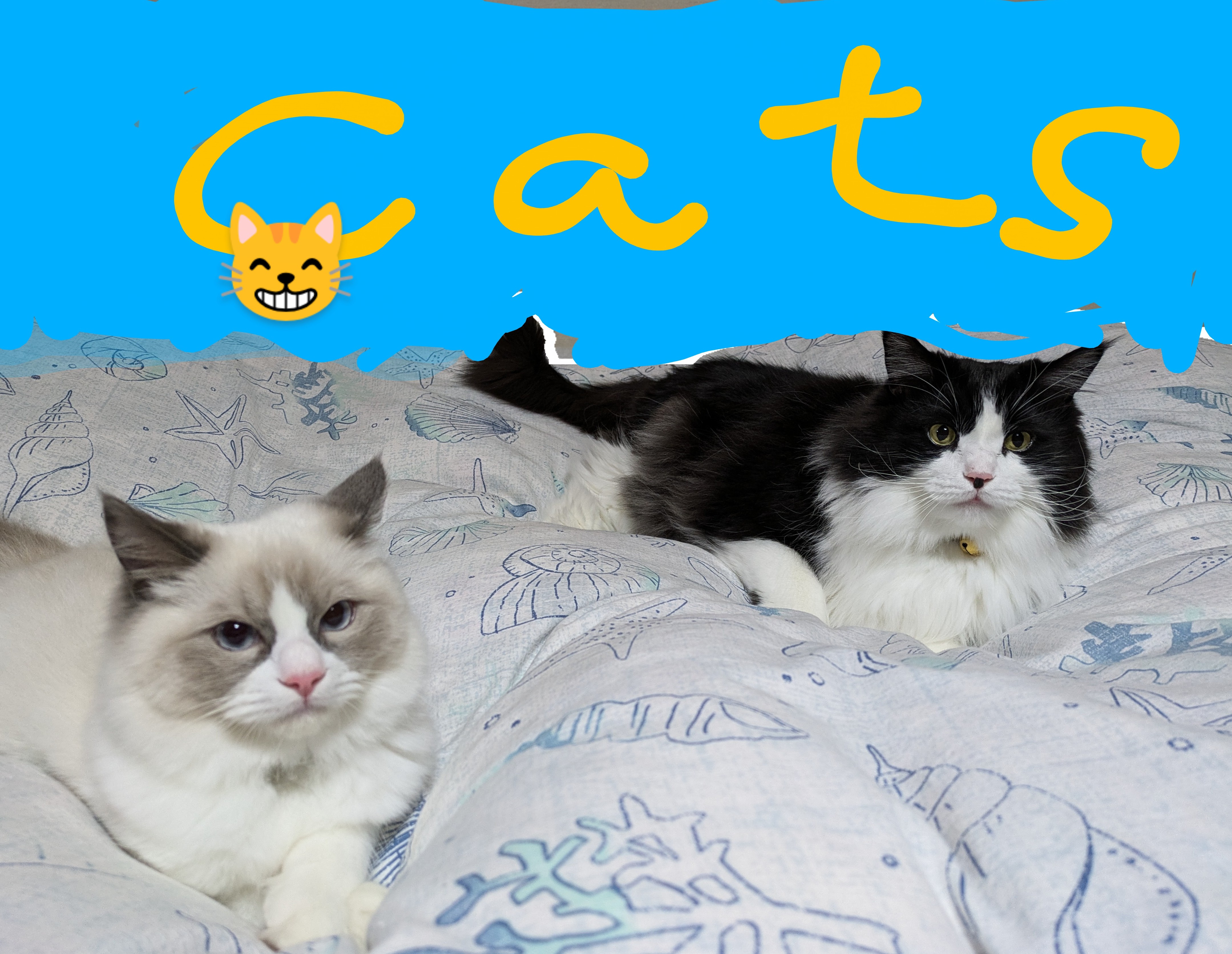 我が家の猫・マーちゃん＆新入りのローズ君