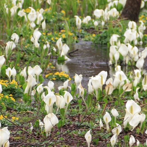 春のいもり池では美しい景色と水芭蕉の群生が見られます。