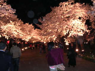 高田城の夜桜