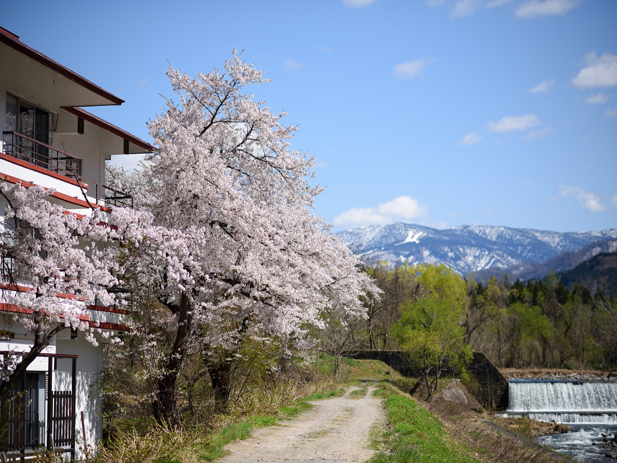 【春季限定】料理長おまかせの桜御膳コースで旬の味覚を満喫♪〜夕朝食半個室〜