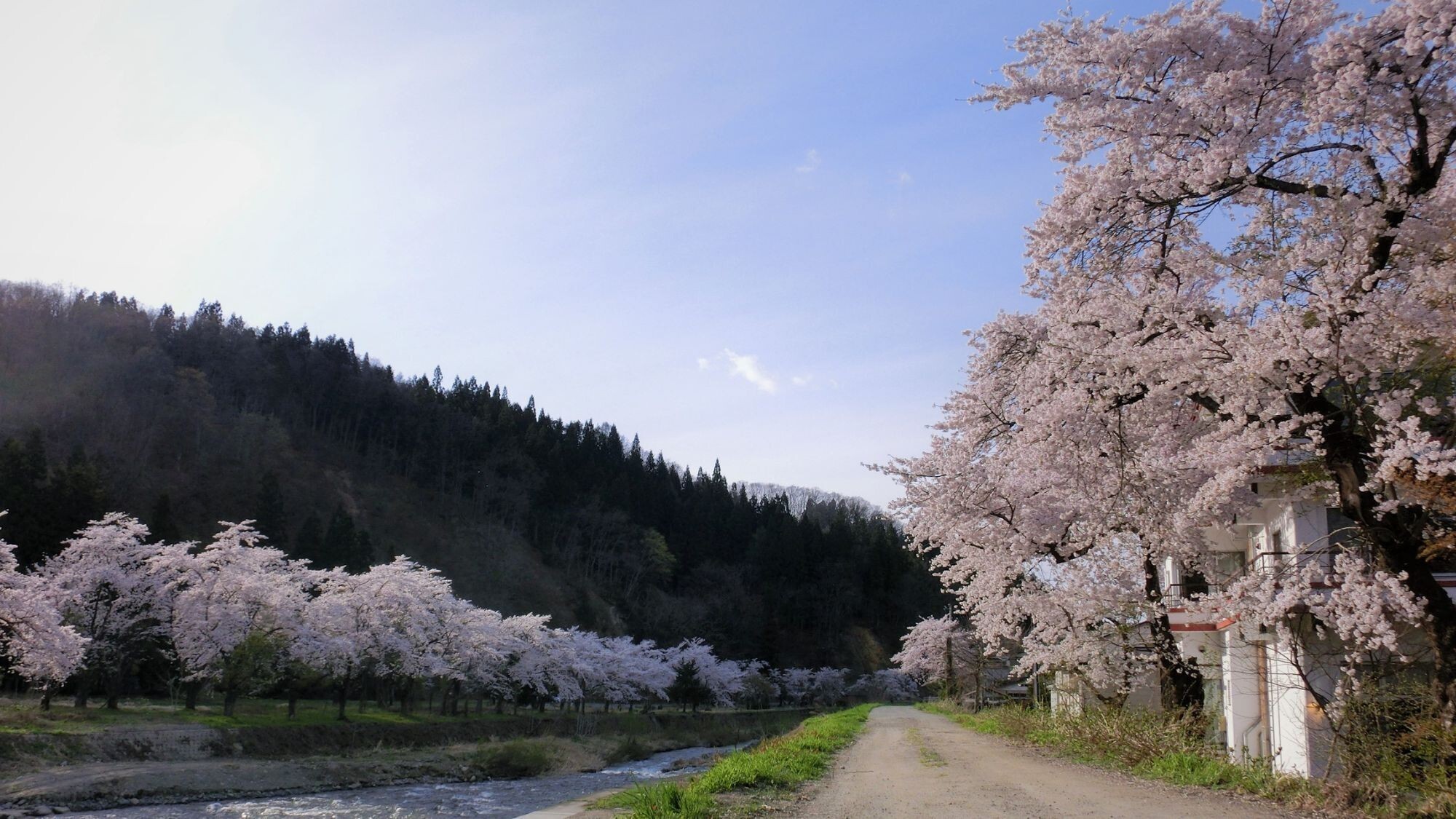 【周辺散策】当館そば河川敷＜春＞