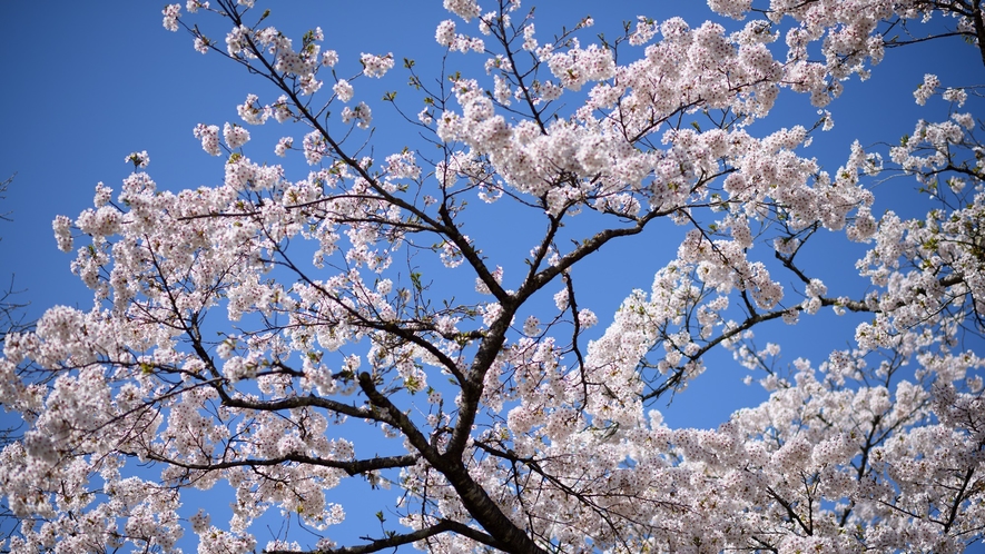 お花見シーズンに是非！