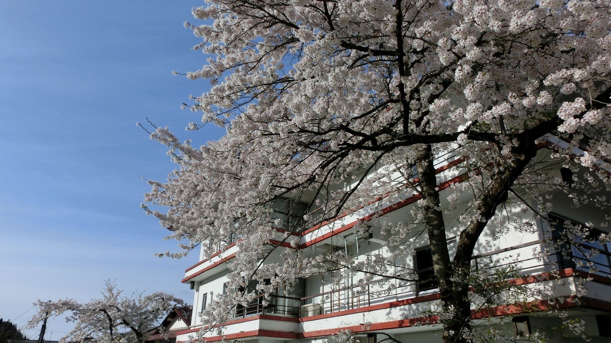 【周辺散策】当館そば河川敷＜春＞