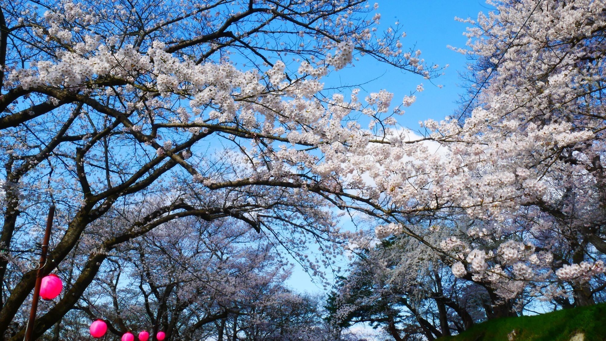 【周辺観光】鳥帽子山公園＜春＞
