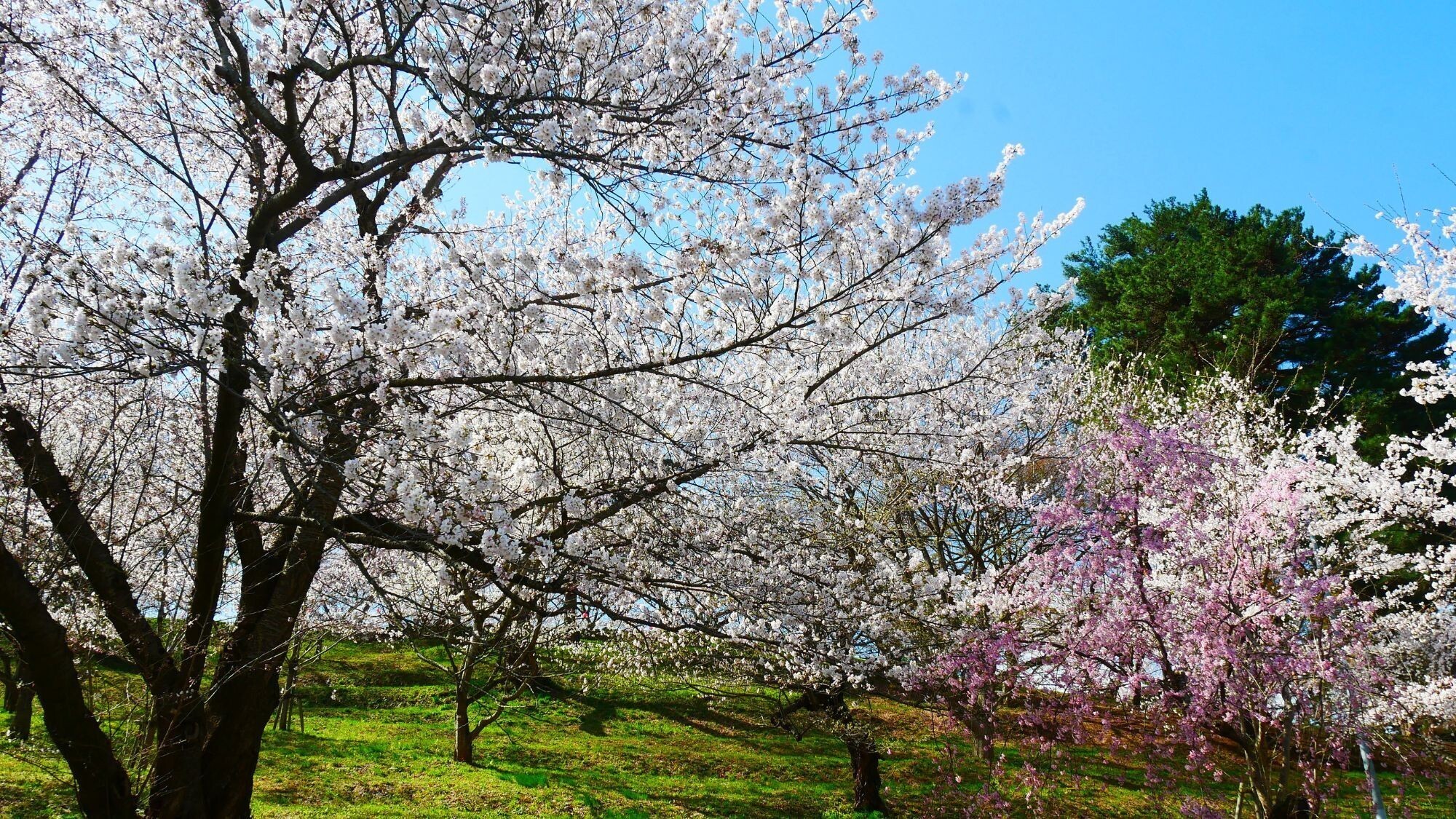 【周辺観光】鳥帽子山公園＜春＞