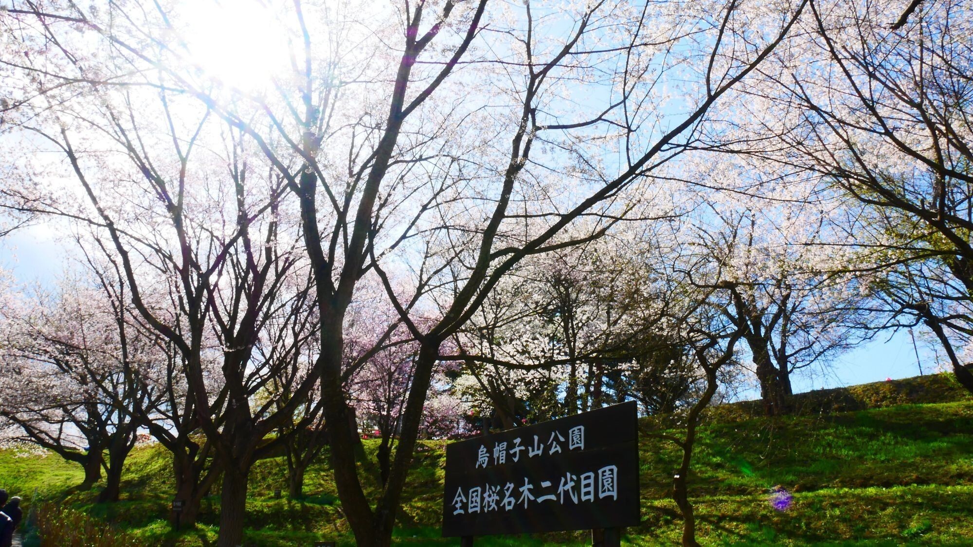 【周辺観光】鳥帽子山公園＜春＞