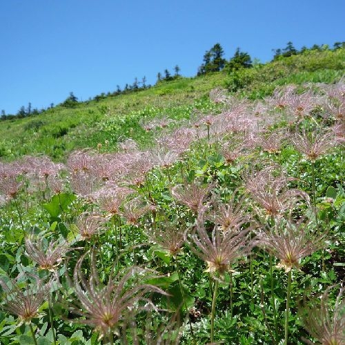 ★9月連休★秋は【A５ランク米沢牛】【米沢牛芋煮】を堪能♪温泉は源泉掛け流し１００％