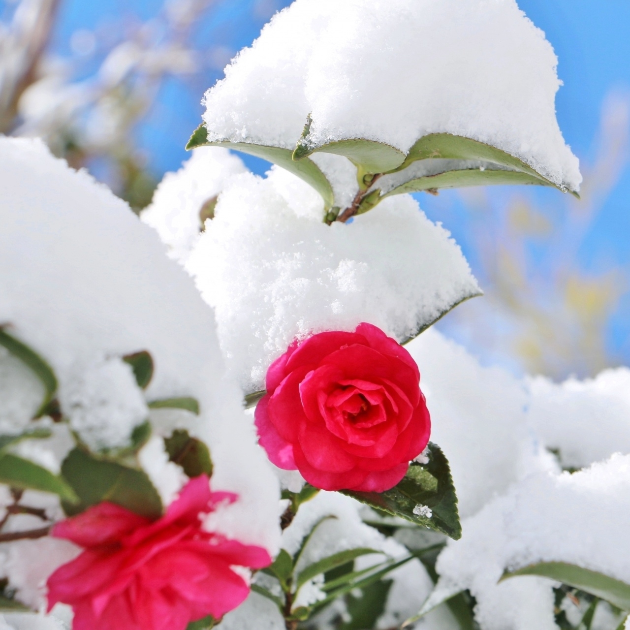 【年末年始特別プラン】源泉掛け流しの温泉と【A５ランク米沢牛】【小野川豆もやし】を堪能