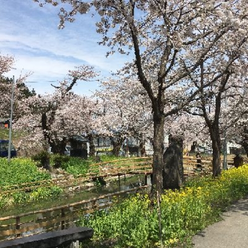 小野川温泉の桜