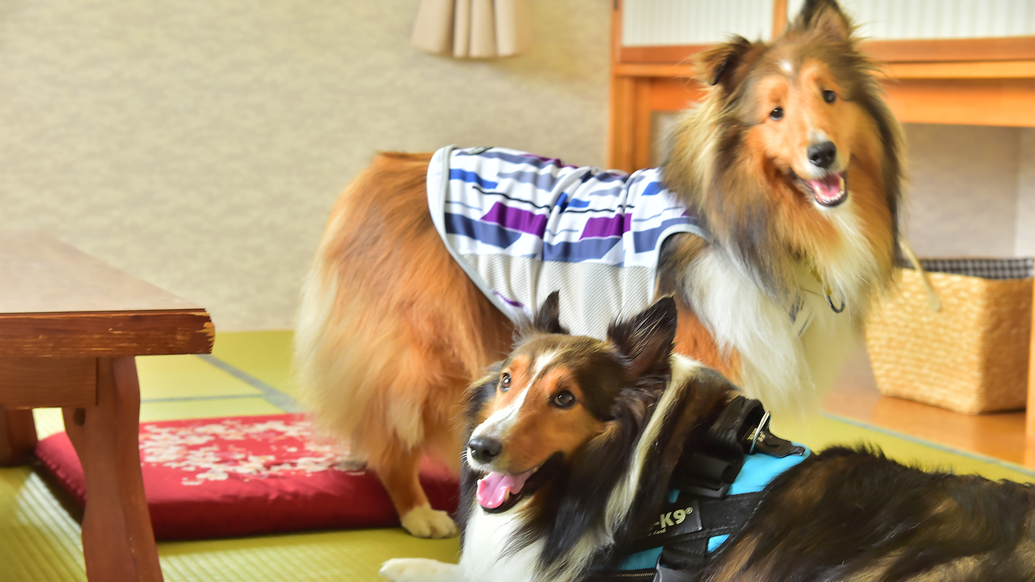 【楽天トラベルサマーSALE】愛犬と一緒に過ごす高原での休日