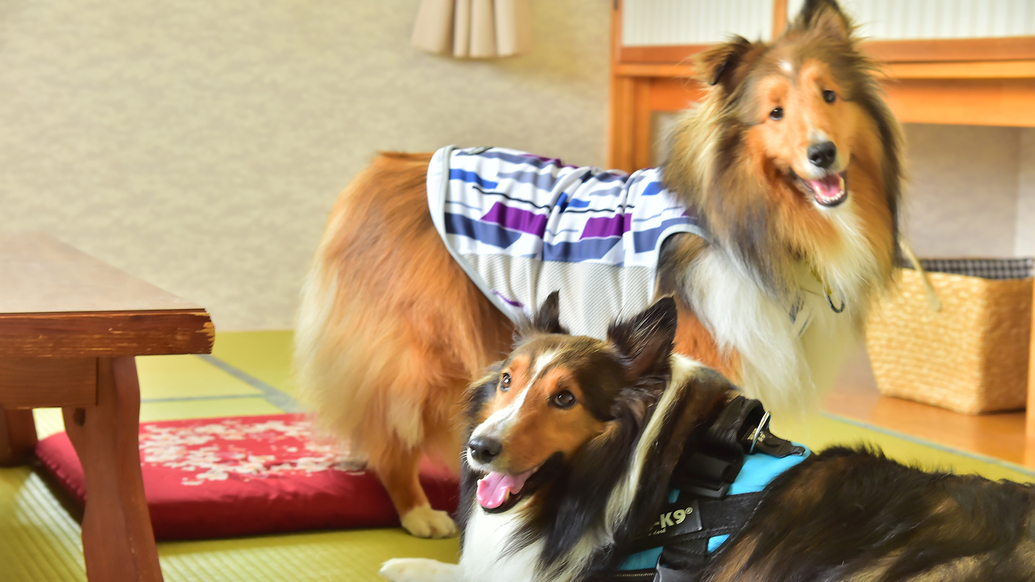 愛犬と一緒に過ごす高原での休日