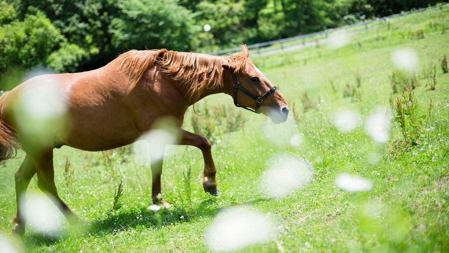 【外の光景】のんびりと過ごす馬たち