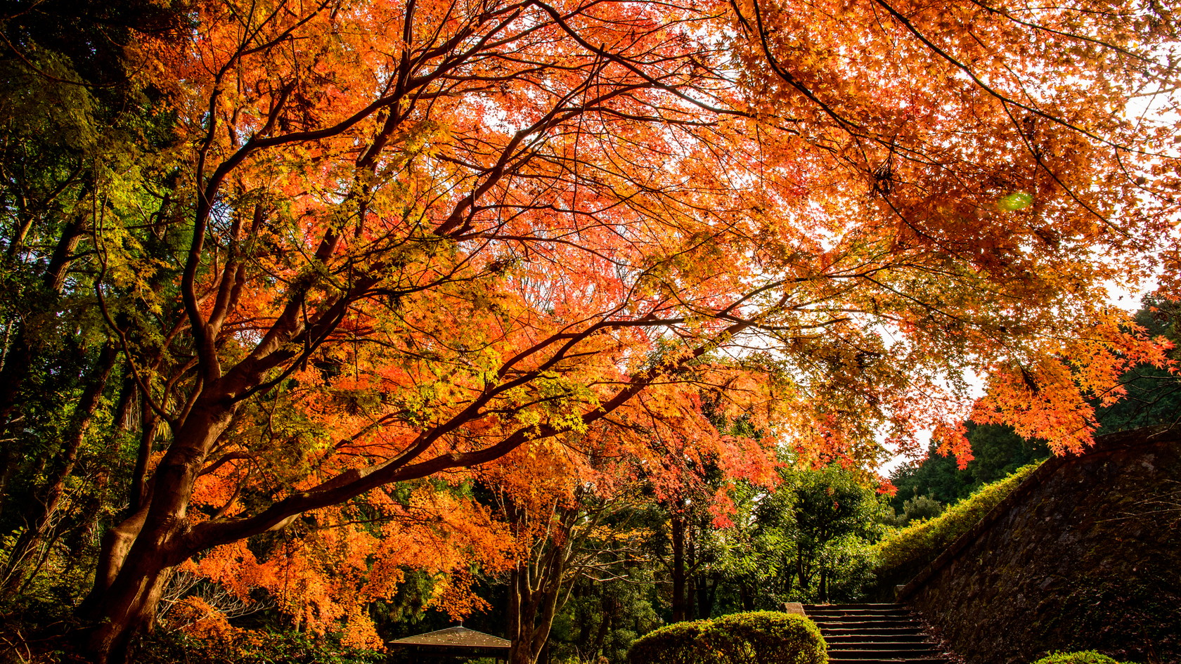 幕山（湯河原梅林・幕山公園）の紅葉