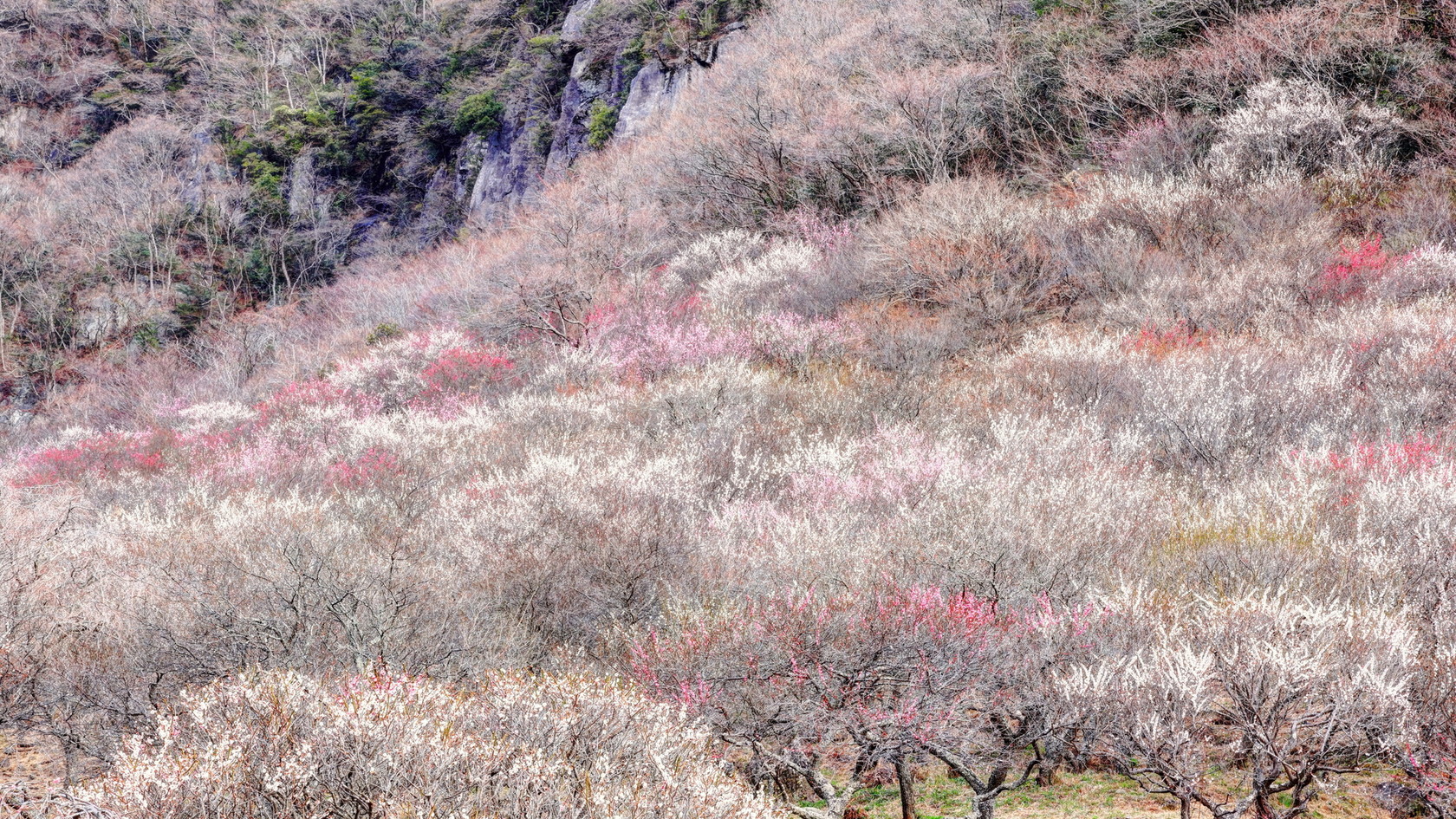 幕岩と湯河原梅林