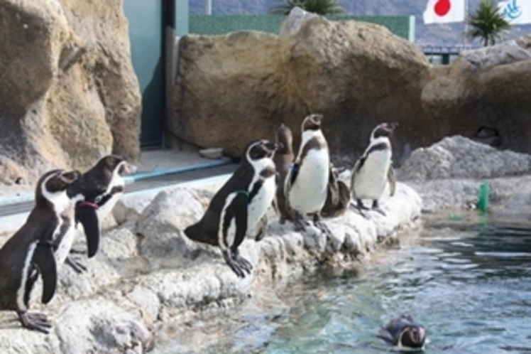 海響館のペンギンたち