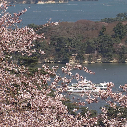 松島桜