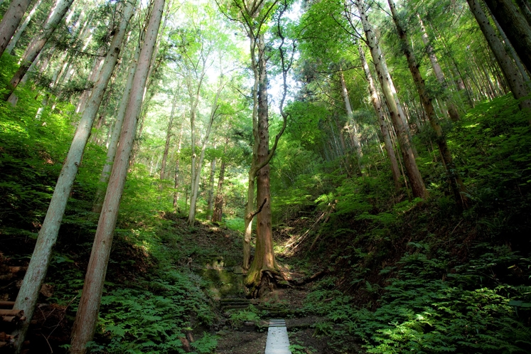 森の散歩道