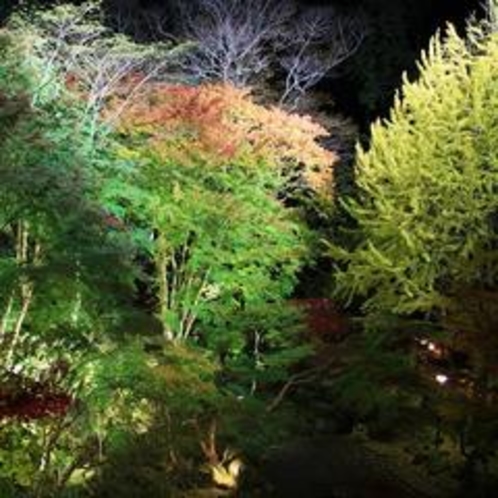 幻想的な紅葉のライトアップ