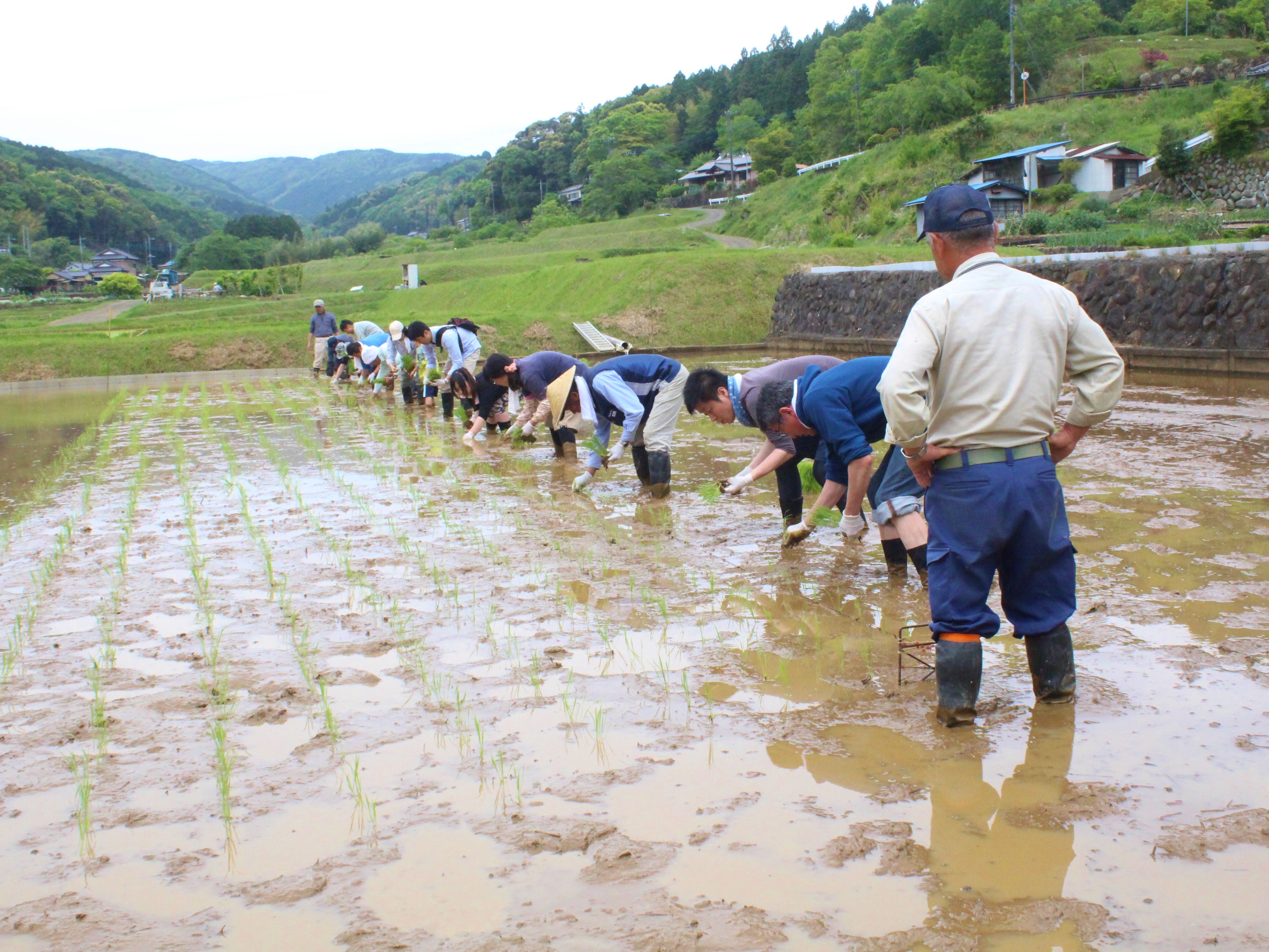 田植え体験（イメージ）