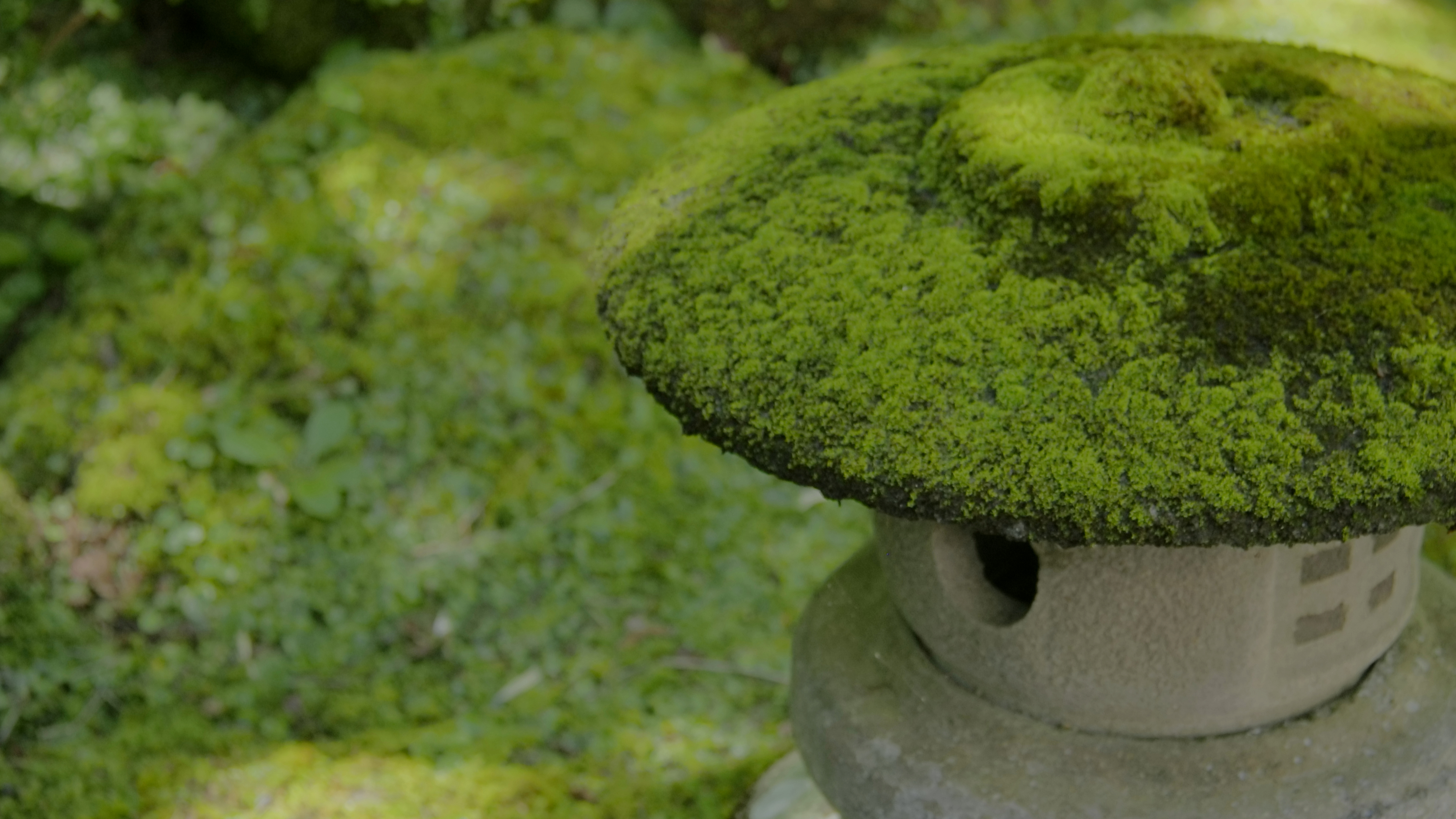 日本庭園（苔イメージ）