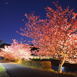 【河津桜まつり　】バ-ゲンプラン！早春花ざかり♪〜みなみの桜と菜の花まつり〜龍宮窟へ出かけよう彡