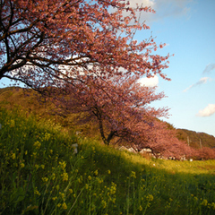 ■菜の花とみなみの桜