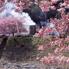 ■湯煙とみなみ桜