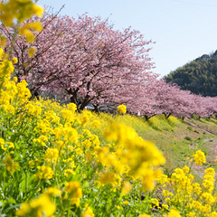 ■みなみの桜まつりと菜の花まつり１