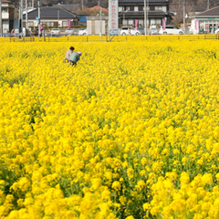 ■菜の花畑は下賀茂温泉入り口